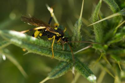  Amblyteles armatorius (Forster, 1771)