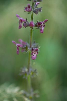 Épiaire des bois, Ortie à crapauds Stachys sylvatica L., 1753