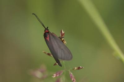 Aglaopé des haies (L'), Zygène des Epines (La) Aglaope infausta (Linnaeus, 1767)