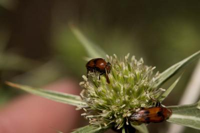  Macrosiagon bimaculata (Fabricius, 1787)