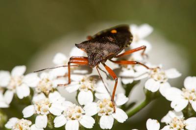 Punaise à pattes rousses, Punaise des bois Pentatoma rufipes (Linnaeus, 1758)