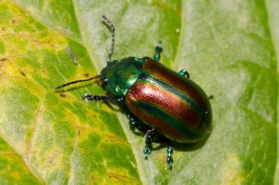  Oreina speciosa (Linnaeus, 1767)