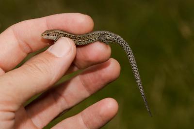 Lézard vivipare Zootoca vivipara (Lichtenstein, 1823)