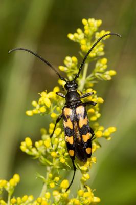  Leptura quadrifasciata Linnaeus, 1758
