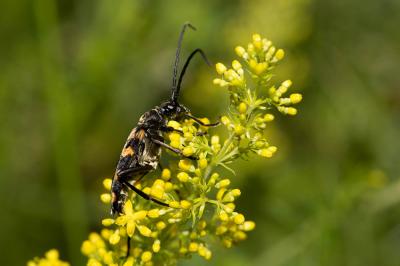  Leptura quadrifasciata Linnaeus, 1758