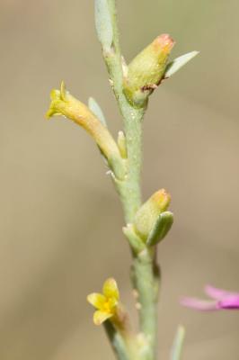 Passerine Thymelaea passerina subsp. pubescens (Guss.) Meikle, 1985