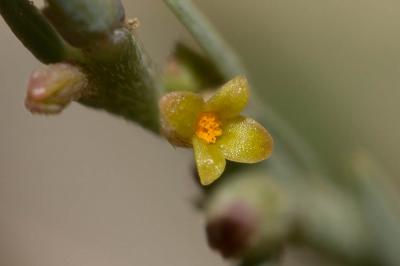 Passerine Thymelaea passerina subsp. pubescens (Guss.) Meikle, 1985