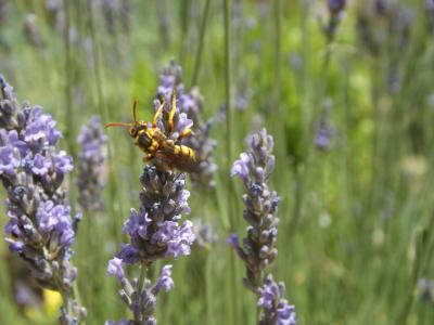  Nomada pectoralis Morawitz, 1877