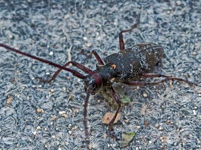 Monochame de Provence Monochamus galloprovincialis (Olivier, 1795)