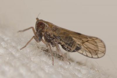  Toya propinqua (Fieber, 1866)