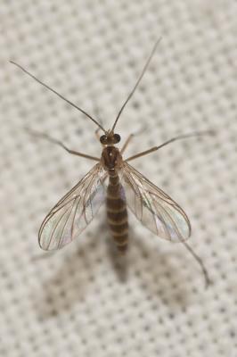 Macrocera fasciata Meigen, 1804