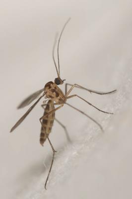  Macrocera fasciata Meigen, 1804