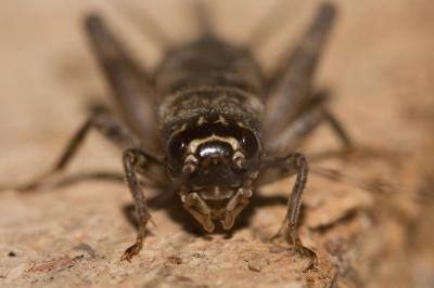 Grillon bordelais, Grillon d'été Eumodicogryllus bordigalensis (Latreille, 1804)