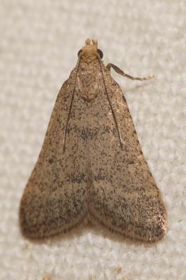  Bostra obsoletalis (Mann, 1864)