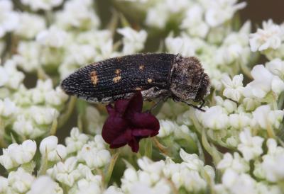  Acmaeoderella flavofasciata (Piller & Mitterpacher, 1783)
