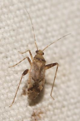  Phytocoris Fallen, 1814