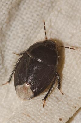  Macroscytus brunneus (Fabricius, 1803)