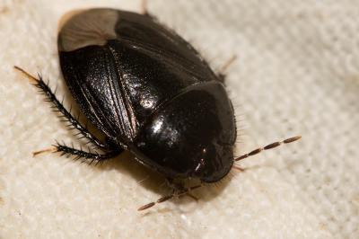  Macroscytus brunneus (Fabricius, 1803)