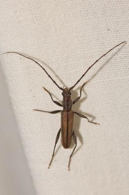  Icosium tomentosum Lucas, 1854