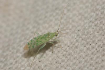  Malacocoris chlorizans (Panzer, 1794)
