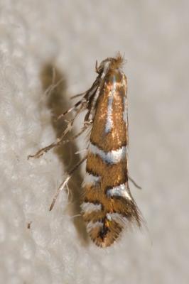  Phyllonorycter insignitella (Zeller, 1846)