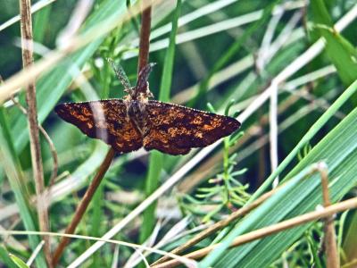 Phalène picotée (La) Ematurga atomaria (Linnaeus, 1758)