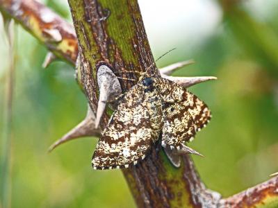 Phalène picotée (La) Ematurga atomaria (Linnaeus, 1758)