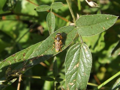  Merodon avidus (Rossi, 1790)