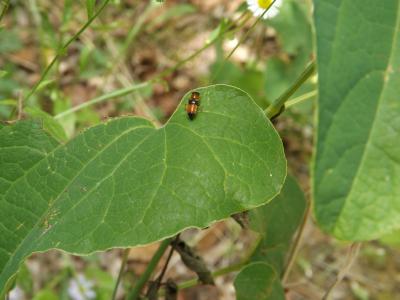  Oxyporus rufus (Linnaeus, 1758)
