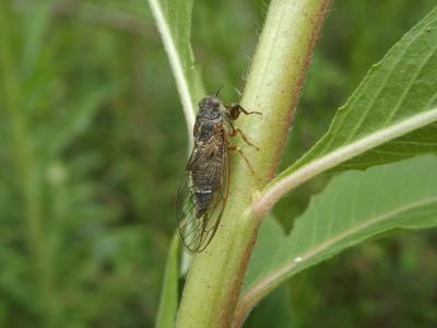 Cigalette pygmée (la) Tettigettula pygmea (Olivier, 1790)