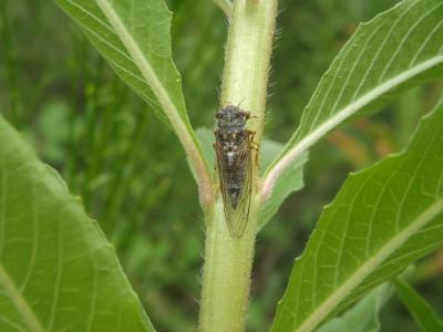 Cigalette pygmée (la) Tettigettula pygmea (Olivier, 1790)
