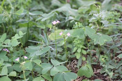 Oxalis à feuilles larges, Oxalis à larges feuilles Oxalis latifolia Kunth, 1822