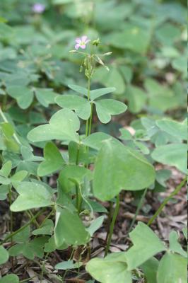 Oxalis à feuilles larges, Oxalis à larges feuilles Oxalis latifolia Kunth, 1822