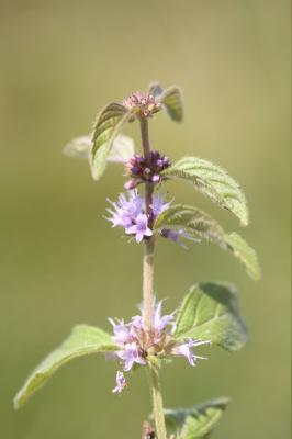 Menthe des champs Mentha arvensis L., 1753