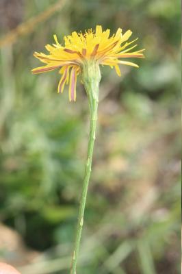Liondent d'automne Scorzoneroides autumnalis (L.) Moench, 1794