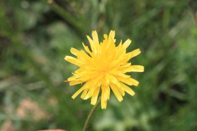Liondent d'automne Scorzoneroides autumnalis (L.) Moench, 1794