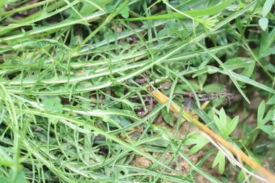 Liondent d'automne Scorzoneroides autumnalis (L.) Moench, 1794