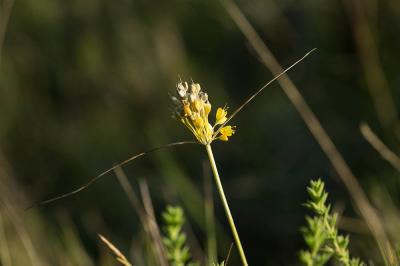 Ail jaune Allium flavum L., 1753