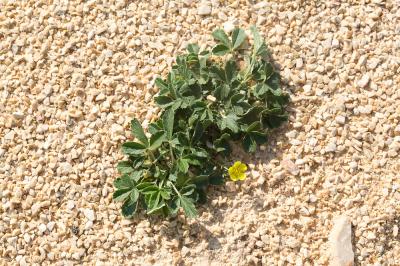 Potentille cendrée Potentilla cinerea Chaix ex Vill., 1779