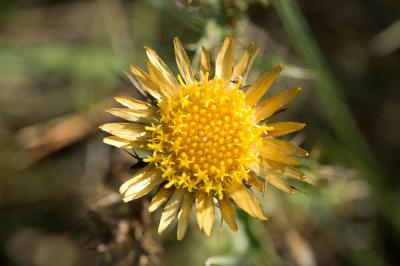  Carlina hispanica Lam., 1785