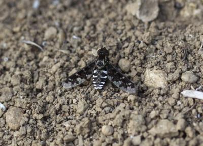  Exoprosopa jacchus (Fabricius, 1805)