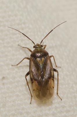  Lygus rugulipennis Poppius, 1911
