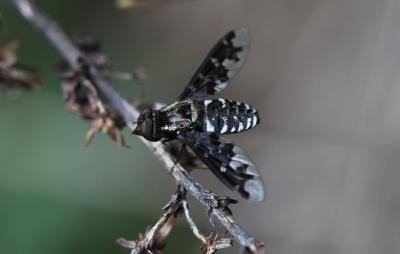 Exoprosopa jacchus (Fabricius, 1805)