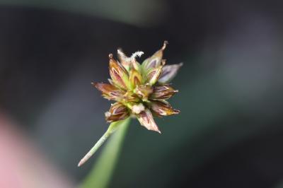 Jonc à inflorescence globuleuse, Jonc capité, Jonc Juncus capitatus Weigel, 1772