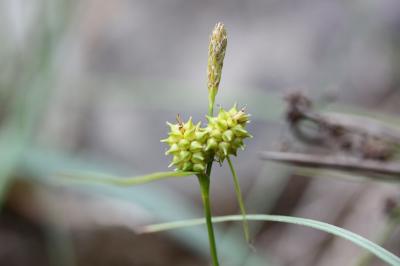 Laîche jaunâtre, Laîche jaune Carex flava L., 1753