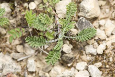 Achillée odorante Achillea odorata L., 1759