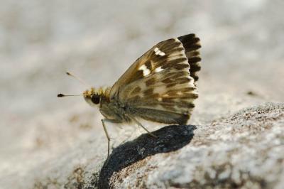 Hespérie du Marrube (L'), Hespérie de la Bétoine ( Carcharodus floccifer (Zeller, 1847)