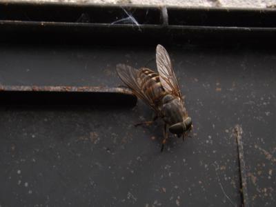  Tabanus Linnaeus, 1758
