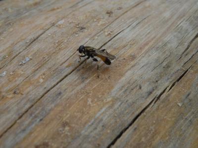 Syrphes Syrphidae Latreille, 1802