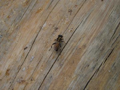 Syrphes Syrphidae Latreille, 1802